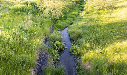 A small stream meanders through a field of tall grass, illuminated by the warm summer sun. The lush greenery and gentle flow create a serene and peaceful atmosphere.