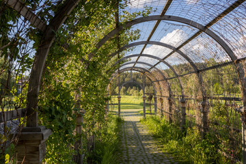 A long, narrow path with a trellis on either side