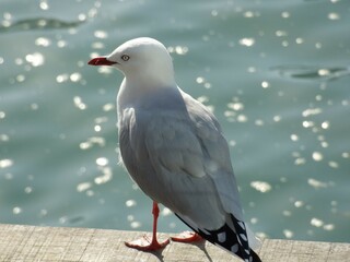 seagull on the pier