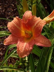 Zbliżenie na barwny kwiat liliowca (hemerocallis)