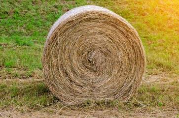 Hay bales. Hay bales are stacked on the field in large stacks. Harvesting in agriculture.