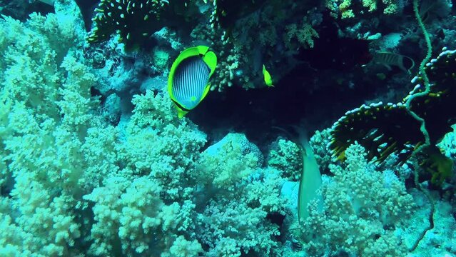 Black Back Butterflyfish (Chaetodon melannotus) feed by tearing off pieces of soft coral (Dendronephthya sp.).