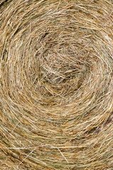 Hay bales. Hay bales are stacked on the field in large stacks. Harvesting in agriculture.