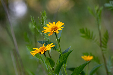 yellow flower