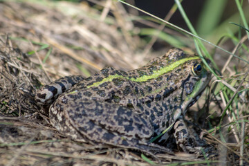 frog in the grass