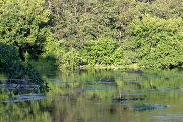 lake in the woods