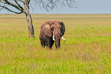 Solitary Elephant in the Serengeti