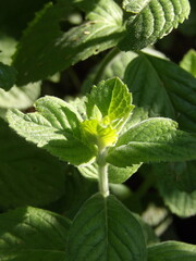 Zbliżenie na młode pędy mięty © Kumulugma