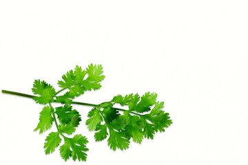 fresh green coriander or cilantro leaves for cooking,masala chutney,can use as health,nature,food concept,white background,copy space,