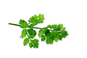 fresh green coriander or cilantro leaves for cooking,masala chutney,can use as health,nature,food concept,cutout in transparent background,png format