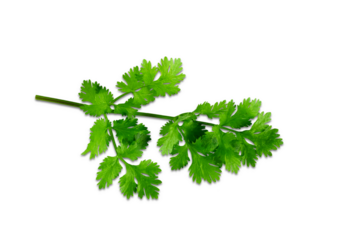 fresh green coriander or cilantro leaves for cooking,masala chutney,can use as health,nature,food concept,cutout in transparent background,png format
