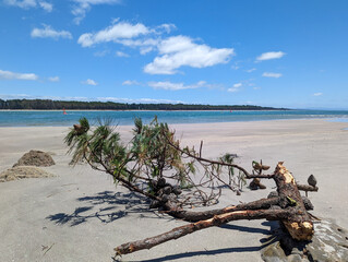 Piece of an evergreen tree left on the beach