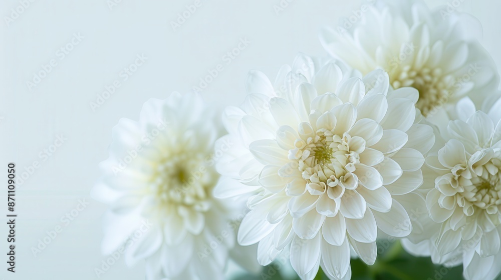 Poster a detailed and close-up image of white chrysanthemums, focusing on the intricate and soft petals, cr