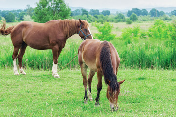Fototapeta premium Mare and foal grazing together in the meadow