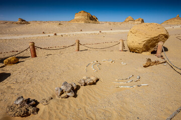 Egypt, Fayoum area, Wadi el Rayan, Whale Valley, Wadi el Hitan