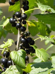 Zbliżenie na owoce czarnej porzeczki 