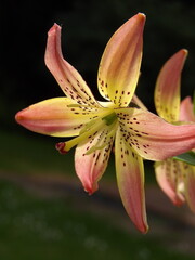 Zbliżenie na barwny kwiat lilii © Kumulugma