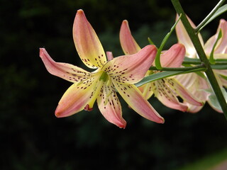 Zbliżenie na barwny kwiat lilii © Kumulugma