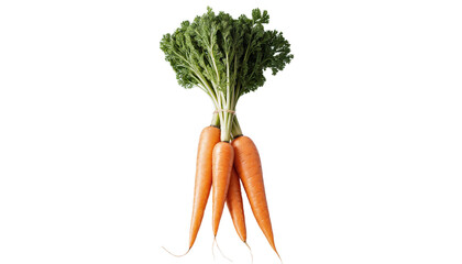 Fresh Carrots Bunch Isolated on Transparent Background with Green Tops.