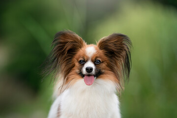 Papillon dog detail of head 
