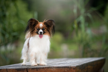 papillon dog greed in the nature