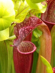 Zbliżenie na kaptur rośliny z gatunku saracenia