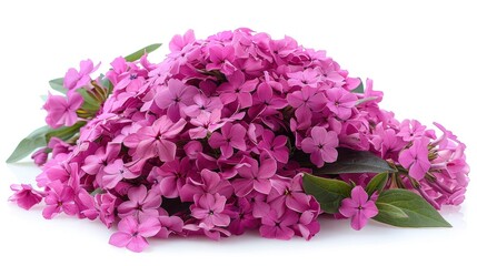 Fototapeta premium Pink phlox flower isolated on a white png background, in high resolution, 