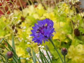 Zbliżenie na kwiat rośliny z gatunku Centaurea cyanus
