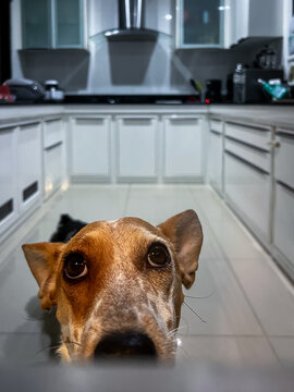 Dog with a long lose with spots looks out of the kitchen window