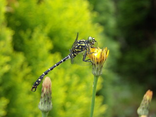 Zbliżenie na skrzydlatą ważkę siedzącą na żółtym kwiatku © Kumulugma