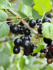 Zbliżenie na owoce czarnej porzeczki 