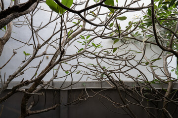 A mess of tree branches with green leaves against a white wall 