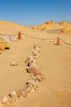 Egypt, Fayoum area, Wadi el Rayan, Whale Valley, Wadi el Hitan