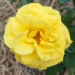 Beautiful fresh rose flower in the garden. Rose flowers on the background blurry roses flower in the garden of roses