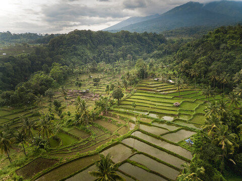 Rice field, Lombok, Indonesia