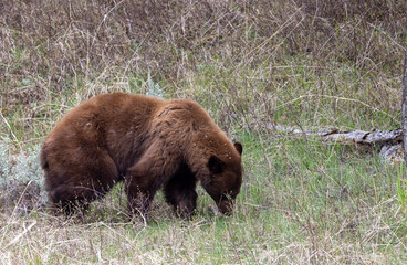 Black Bear in Springtime in Yellowstone National Park Wyoming