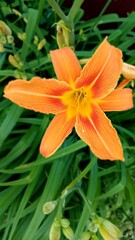 Fototapeta premium Orange garden lily close-up on a flower bed