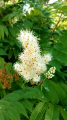 White rowanberry flowers close-up
