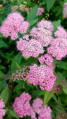 Pink flowers of Japanese spirina in close-up