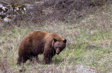 Black Bear in Springtime in Yellowstone National Park Wyoming