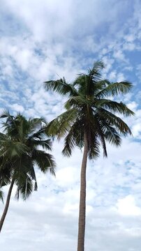 Coconut palm trees and blue sky at the beach during warm sunny summer day