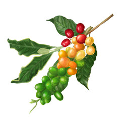 Red ripe berries on the branches. The coffee tree. Watercolor illustration. White flowers and green leaves on twigs, plants from a farmer's plantation and roasted coffee beans. Botanical illustration