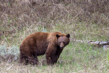 Fototapeta premium Black Bear in Springtime in Yellowstone National Park Wyoming