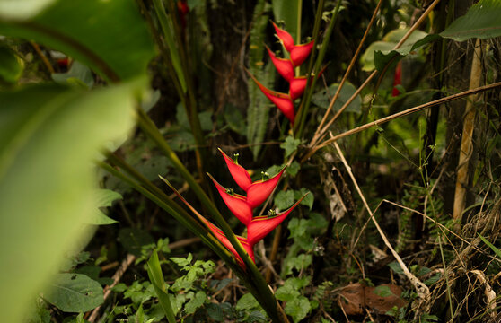 Heliconia farinosa