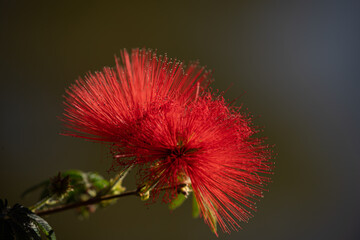 Red Powder puff plant (Calliandra dysantha). Brazilian savanna flower.