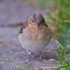 Fringilla coelebs aka Common Chaffinch baby on the ground. Searching for food.