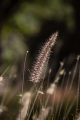 Obraz premium Wild field of grass on exuberant sunlight, warm toning.