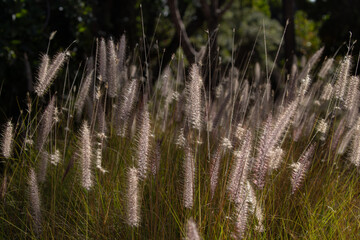 Wild field of grass on exuberant sunlight, warm toning.