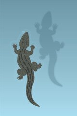 Alligator swimming in clear blue water