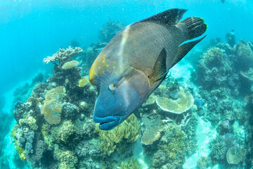 great barrier reef